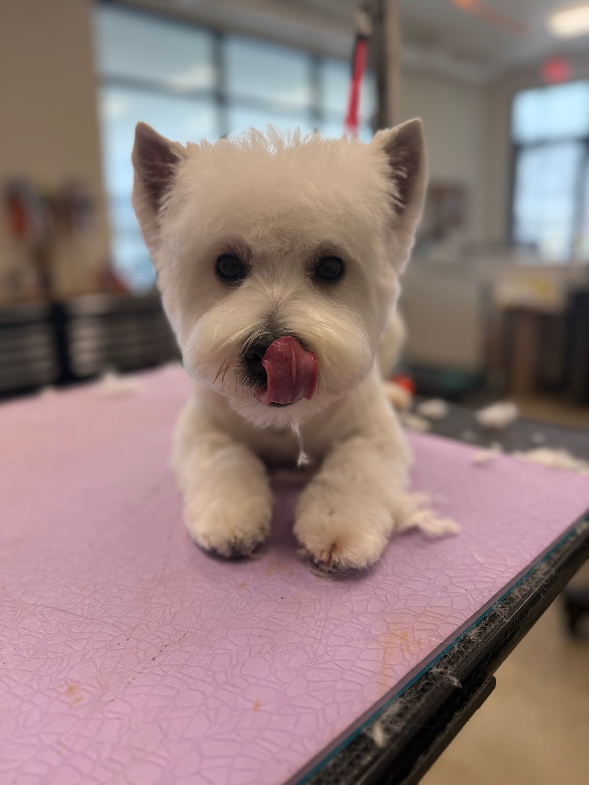 Dog grooming by Hannah Soucek