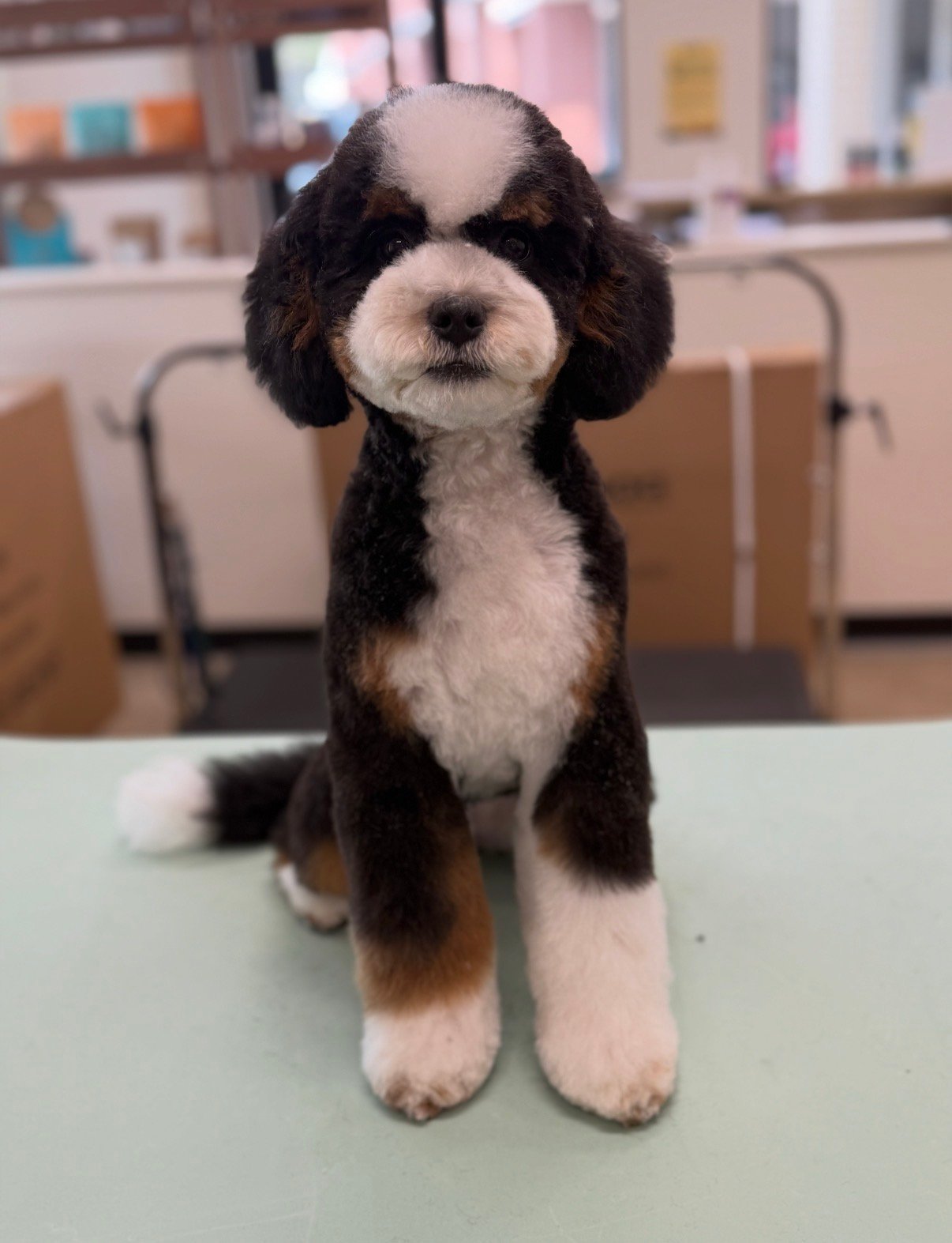 Dog grooming by Hannah Soucek