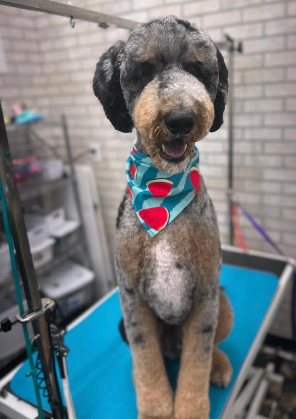 Dog grooming by Hannah Soucek