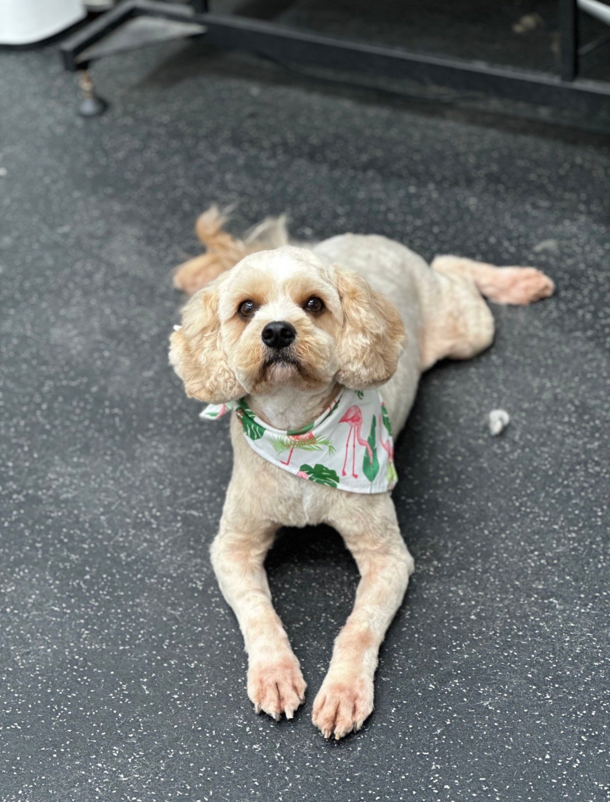 Dog grooming by Hannah Soucek