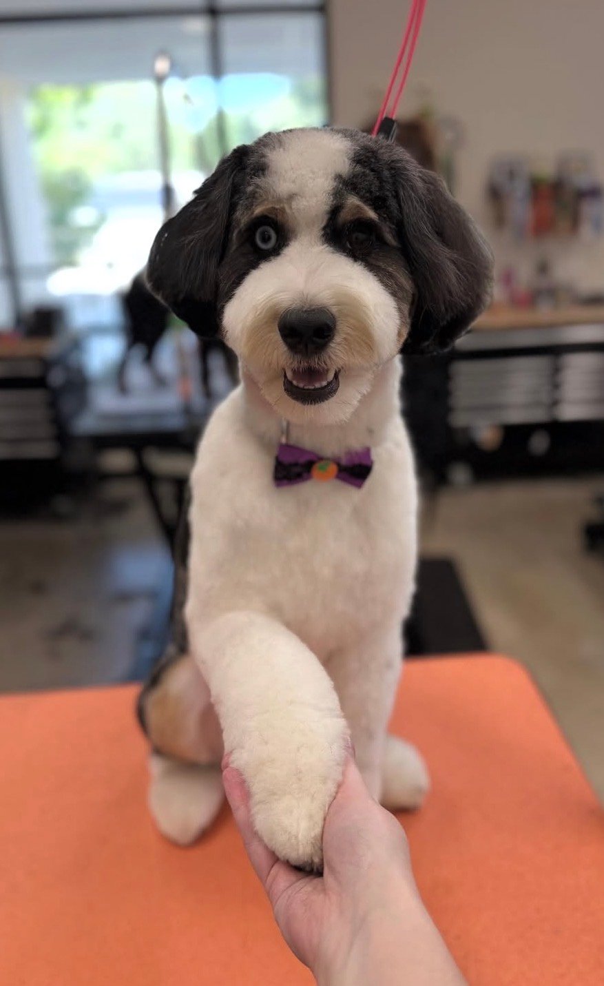 Dog grooming by Hannah Soucek