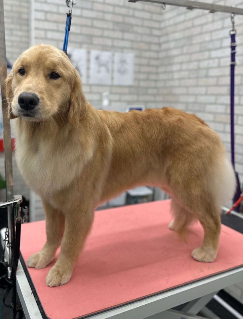 Dog grooming by Hannah Soucek