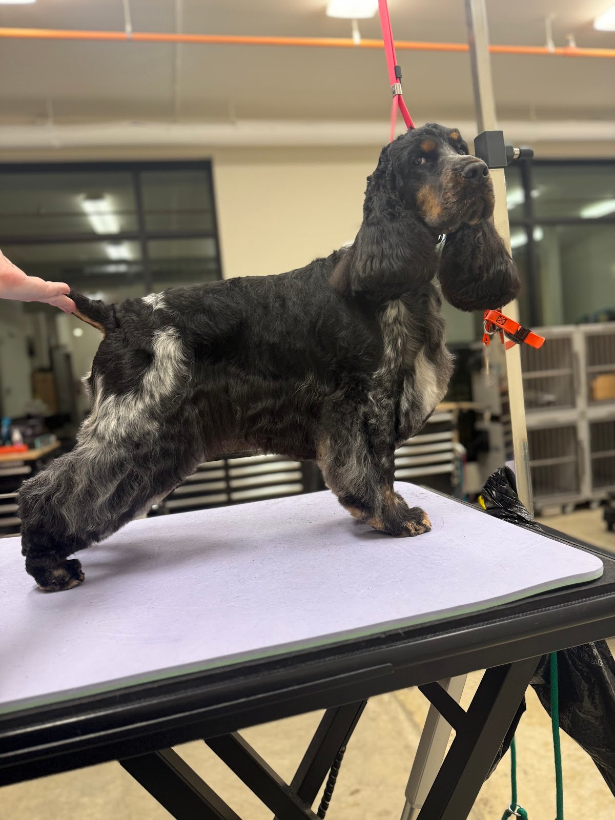 Dog grooming by Hannah Soucek