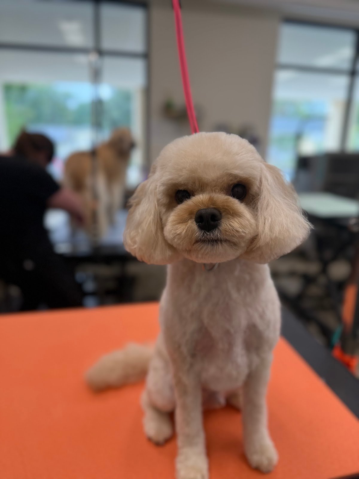 Dog grooming by Hannah Soucek