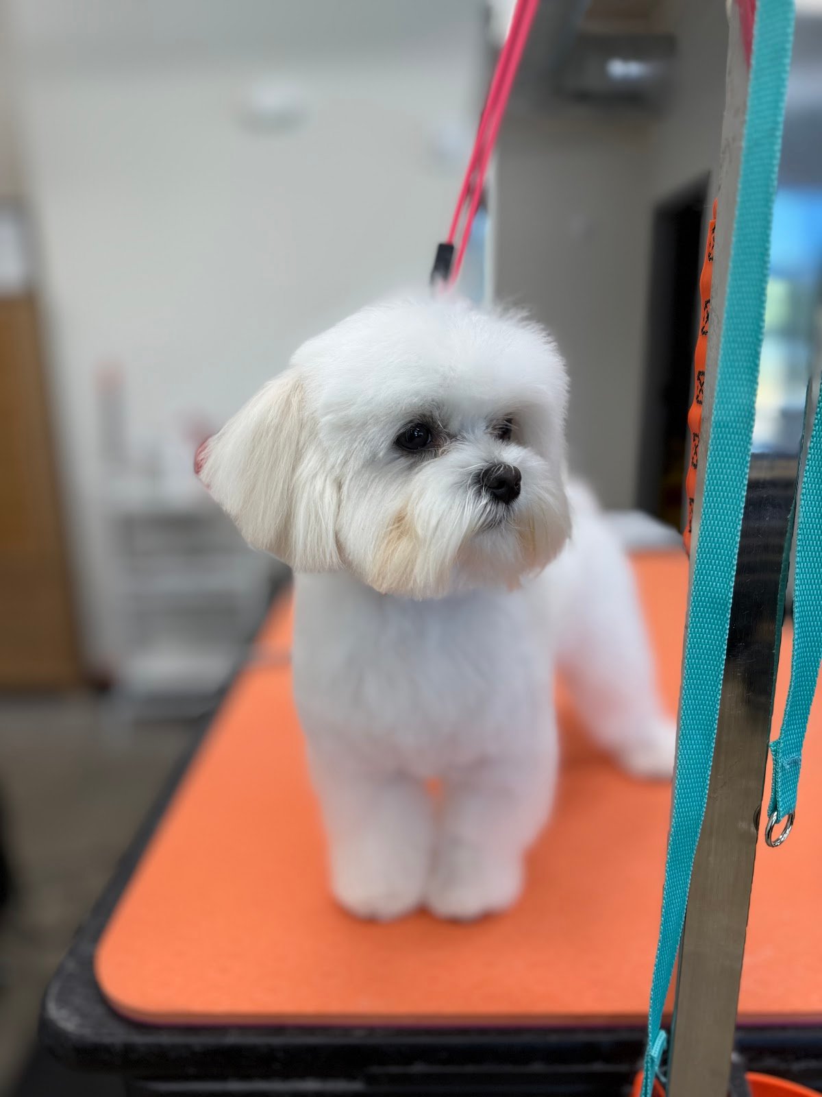 Dog grooming by Hannah Soucek