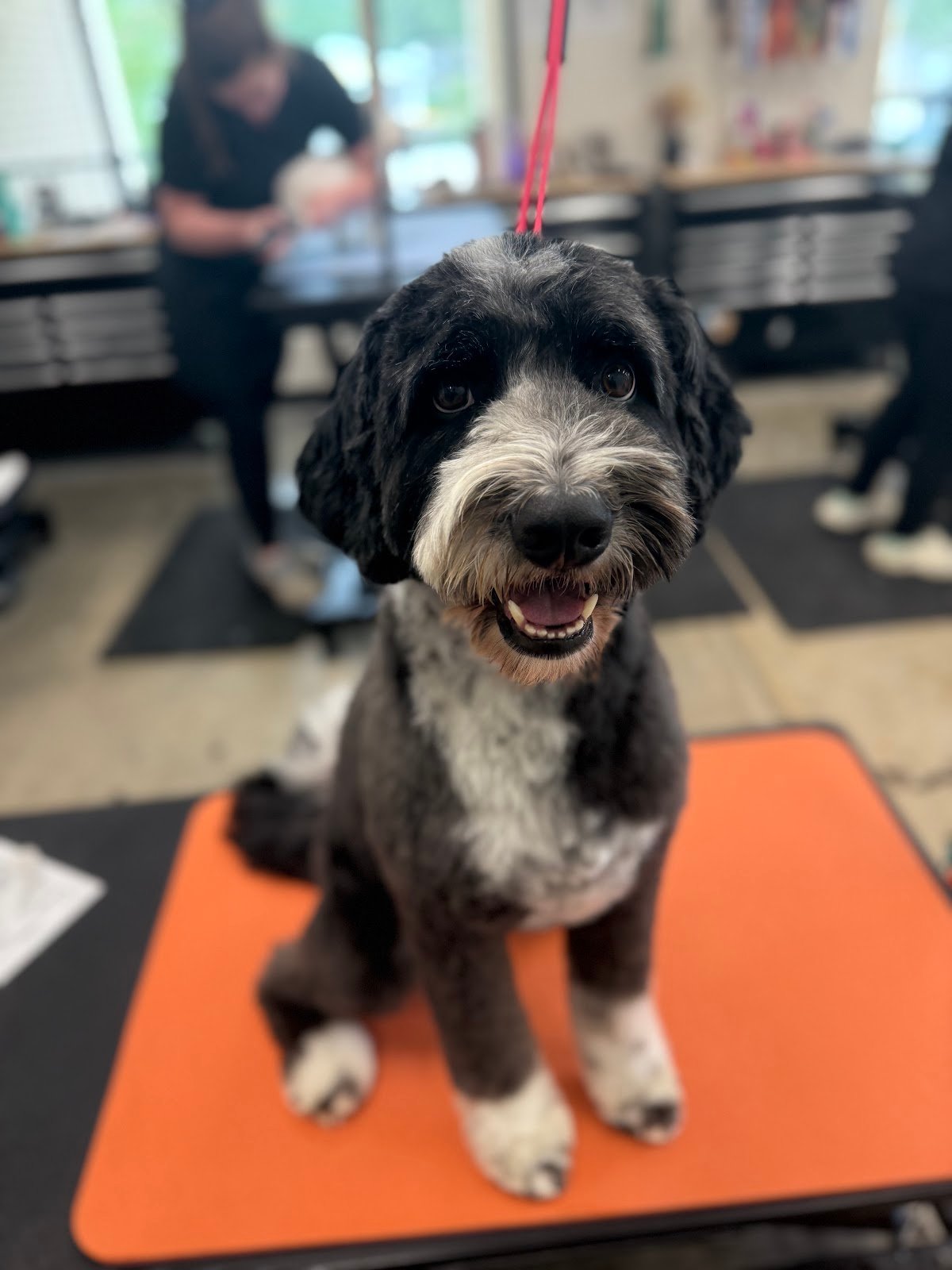 Dog grooming by Hannah Soucek