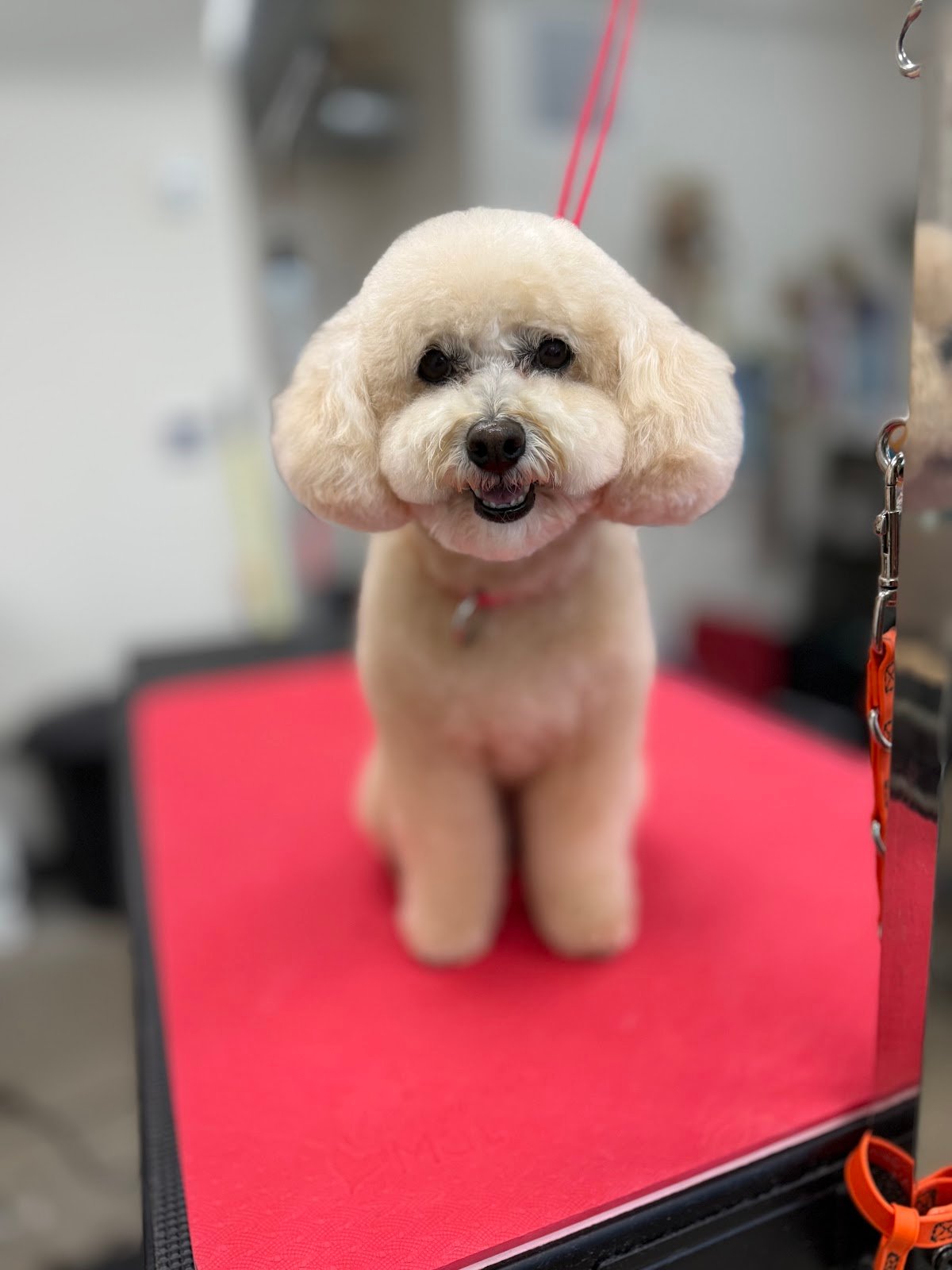 Dog grooming by Hannah Soucek