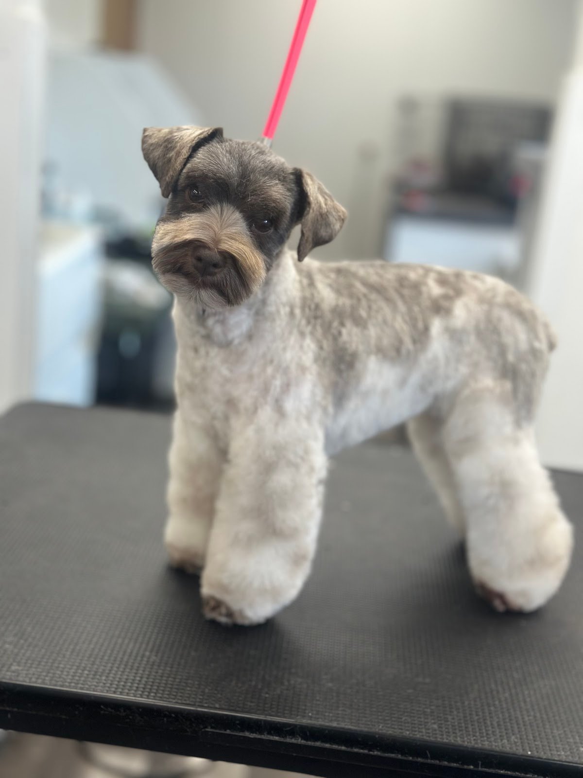 Dog grooming by Hannah Soucek