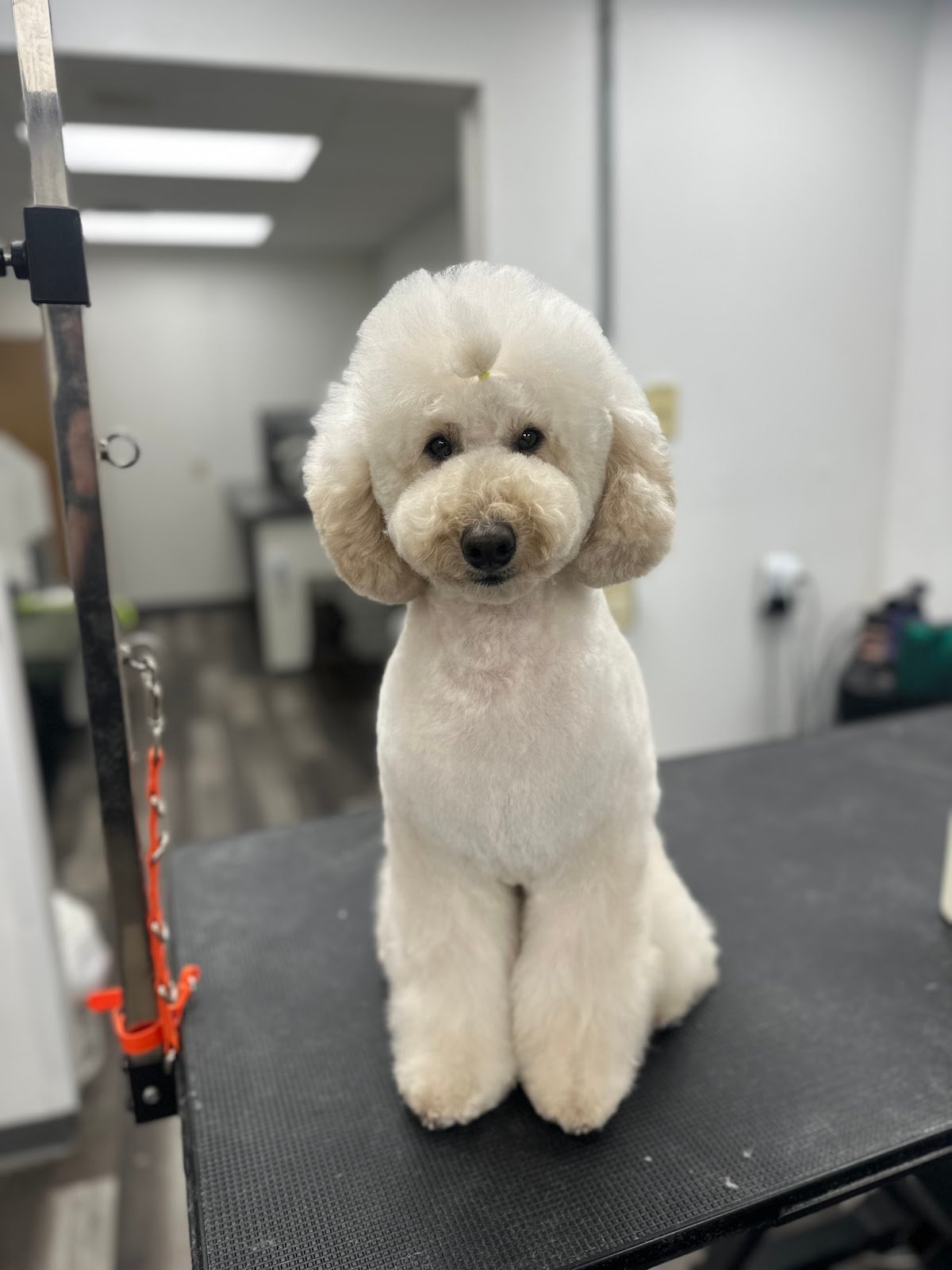 Dog grooming by Hannah Soucek