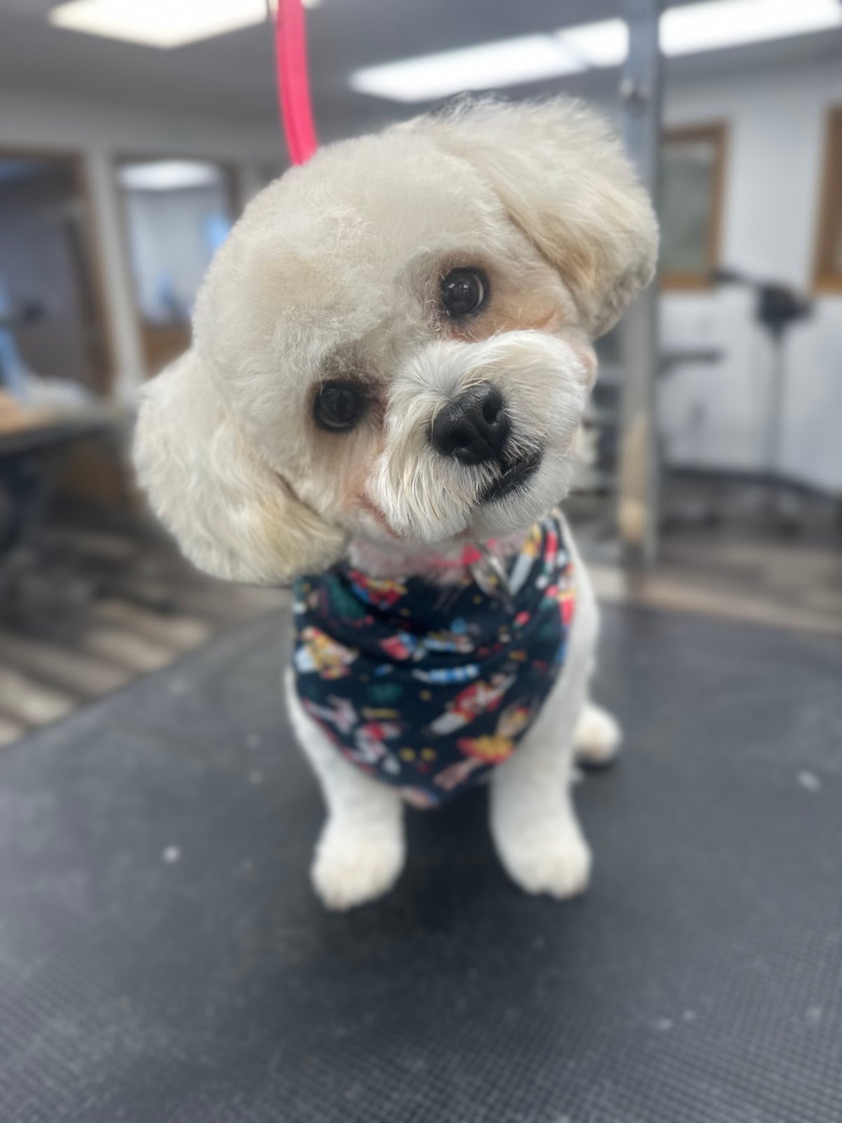 Dog grooming by Hannah Soucek