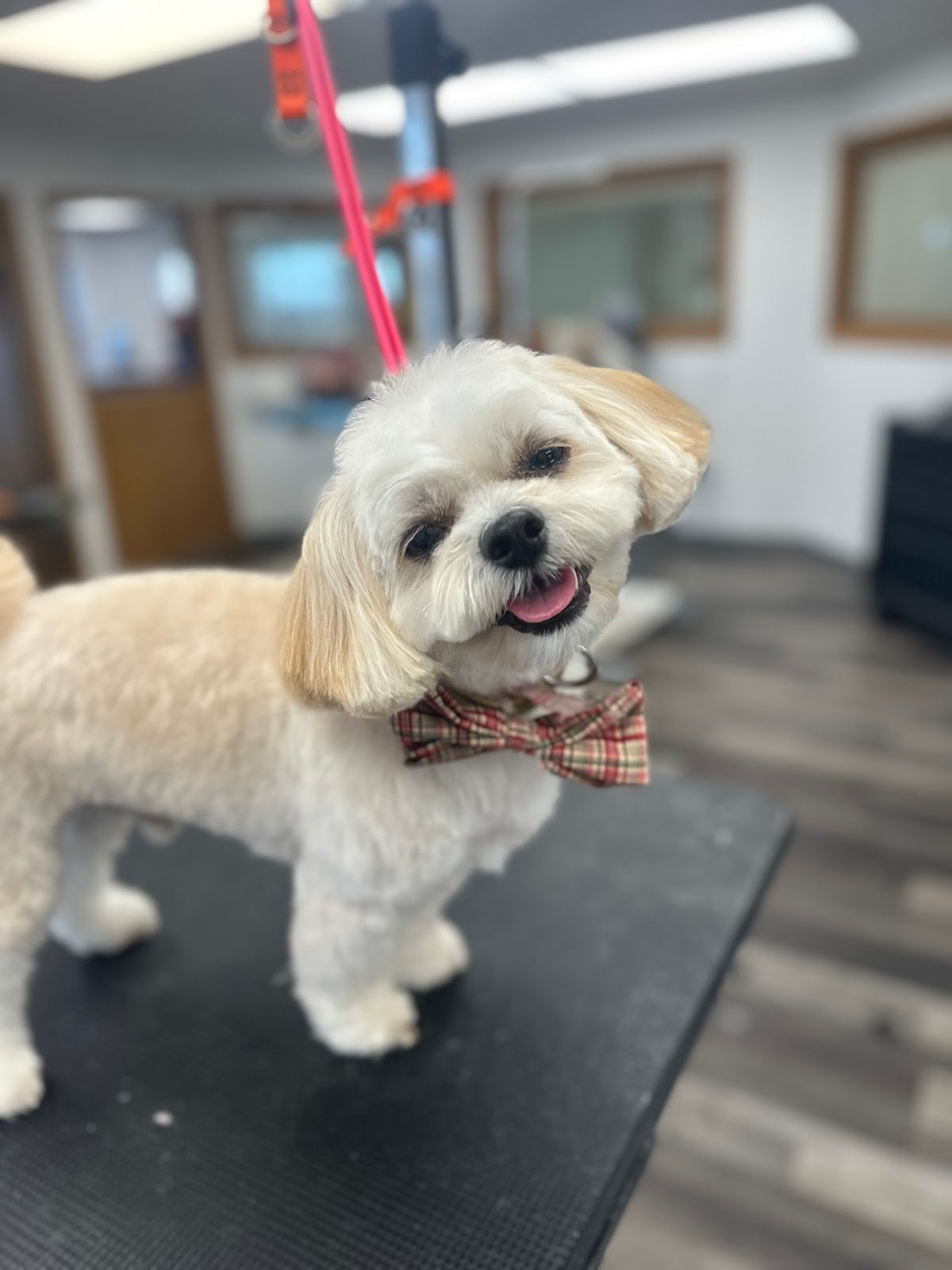 Dog grooming by Hannah Soucek