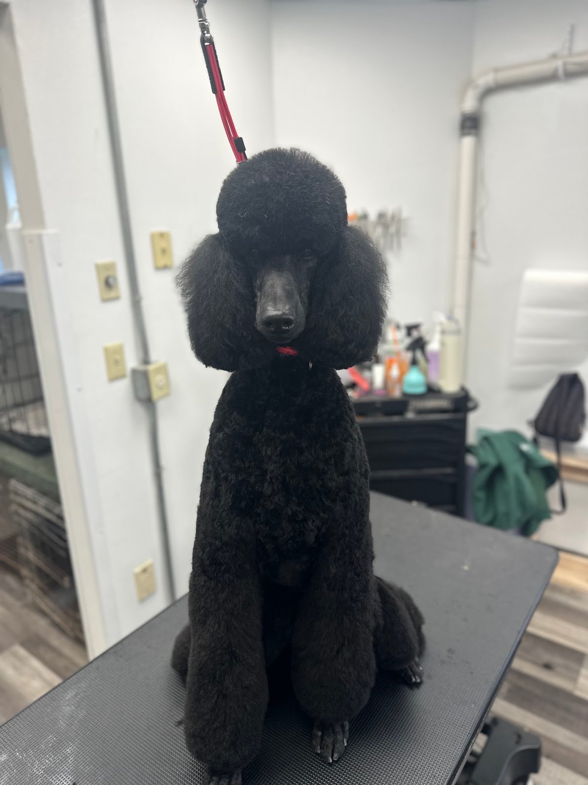 Dog grooming by Hannah Soucek