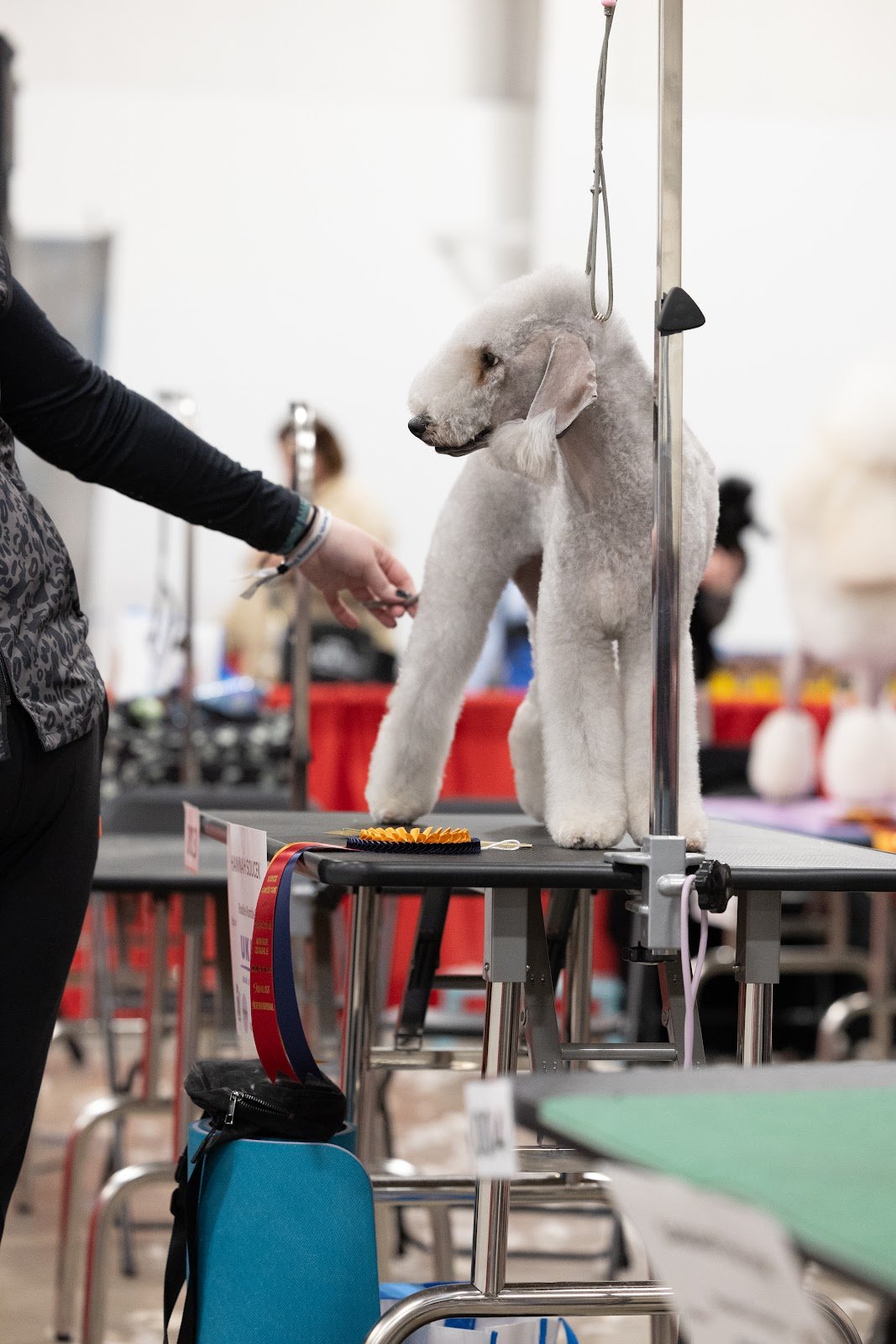 Dog grooming by Hannah Soucek