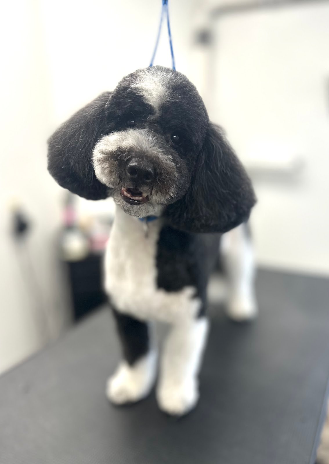 Dog grooming by Hannah Soucek