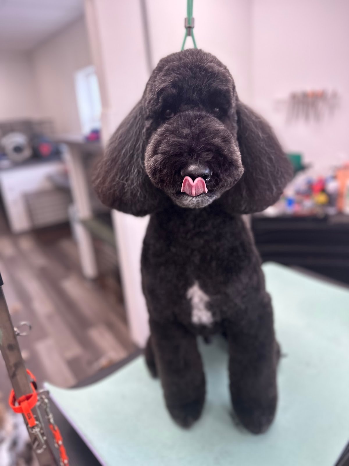 Dog grooming by Hannah Soucek