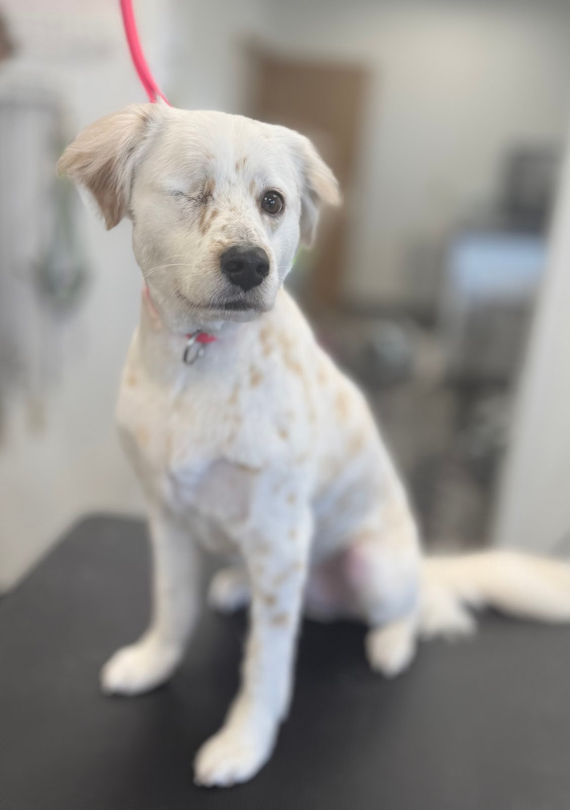 Dog grooming by Hannah Soucek